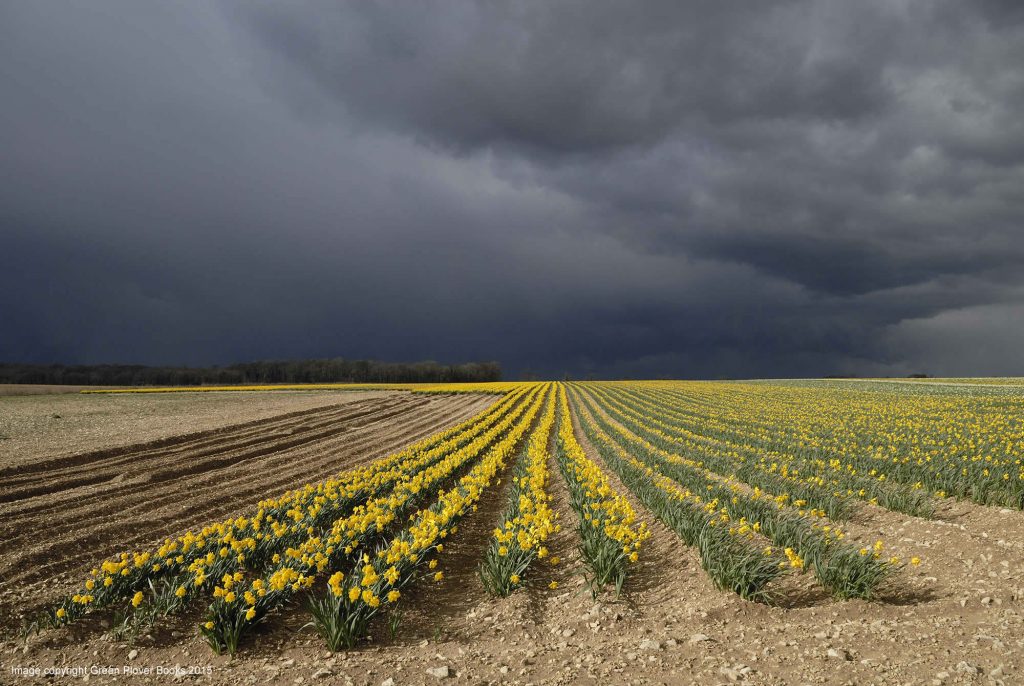 Daffodils-and-dark-sky-Dunston-Heath-large