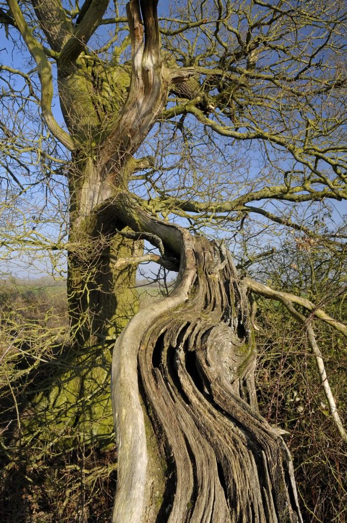 Old-oak-near-source-of-Witham-Edmonthorpe